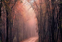 帕尔马主场大胜，战胜对手实力